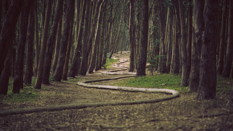 Legenda da imagem floresta
